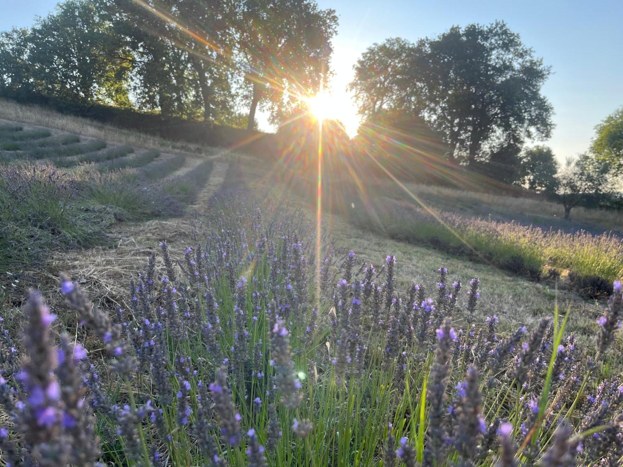 Agriturismo Villa Beatrice Mondavio Zewnętrze zdjęcie